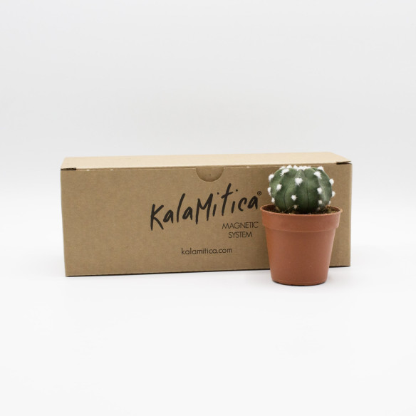 Kalamitica Echinopsis Subdenudata Prezzo Ridotto