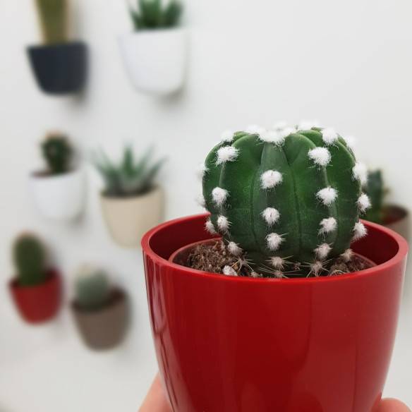 Kalamitica Boule Magnetica Ø 6 cm con Echinopsis Subdenudata Sottocosto