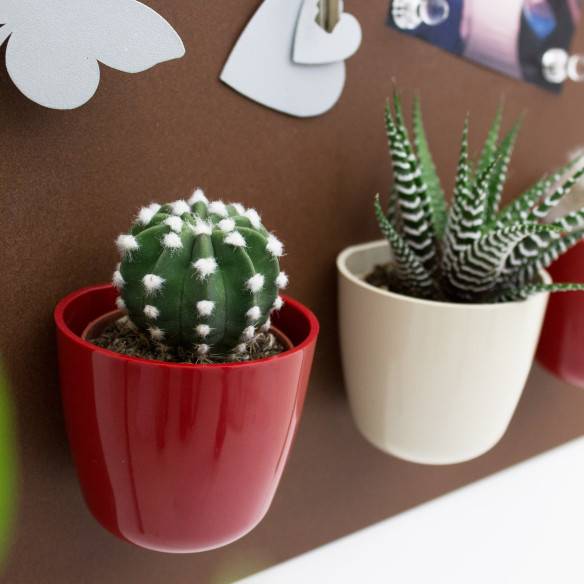 Kalamitica Boule Magnetica Ø 6 cm con Echinopsis Subdenudata Sottocosto