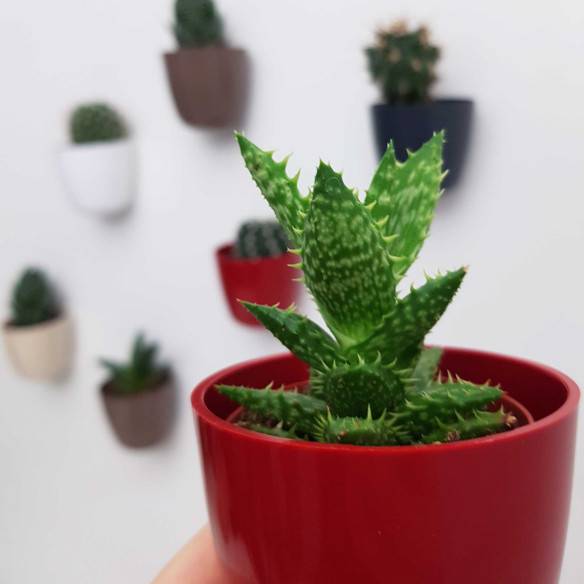 Kalamitica Boule Magnetica Ø 6 cm con Aloe Squarrosa Novità