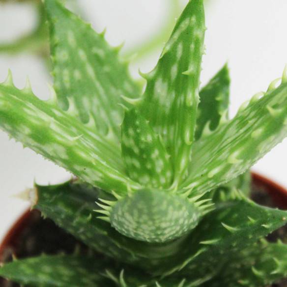Kalamitica Boule Magnetica Ø 6 cm con Aloe Squarrosa Novità