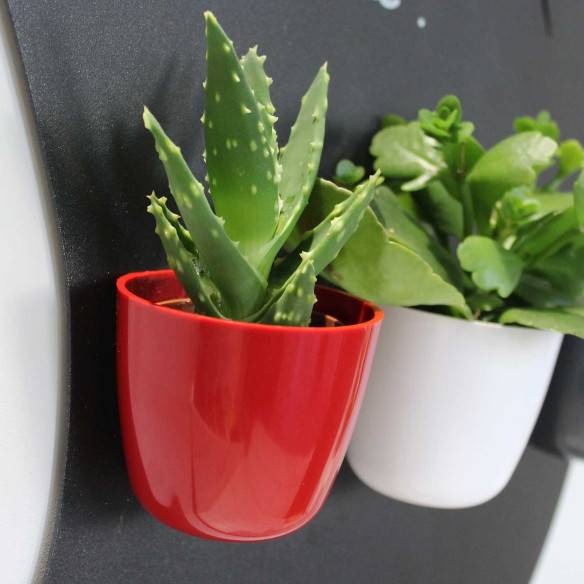 Kalamitica Boule Magnetica Ø 6 cm con Aloe Squarrosa Novità