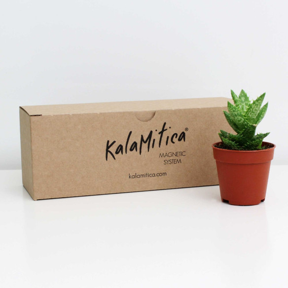 Kalamitica Boule Magnetica Ø 6 cm con Aloe Squarrosa Novità