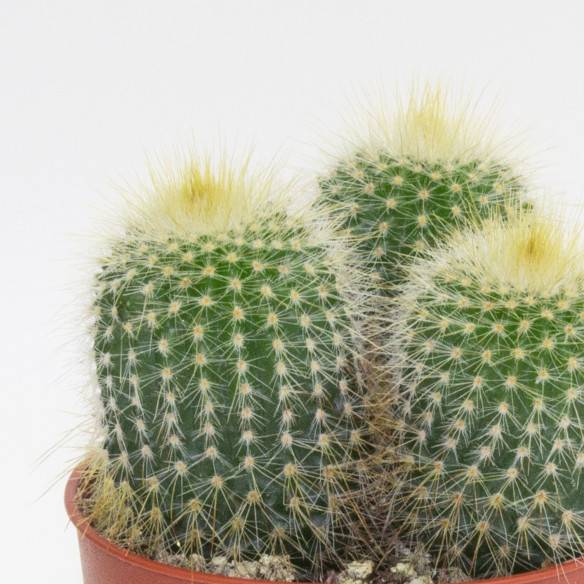 Kalamitica Notocactus Leninghausii Presa