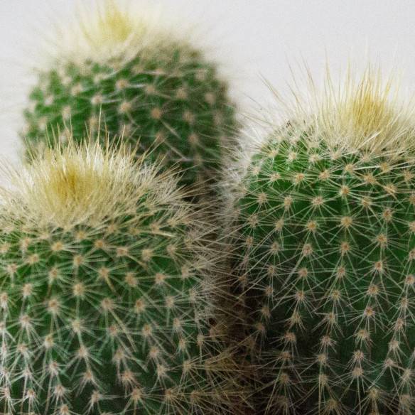 Kalamitica Notocactus Leninghausii Presa