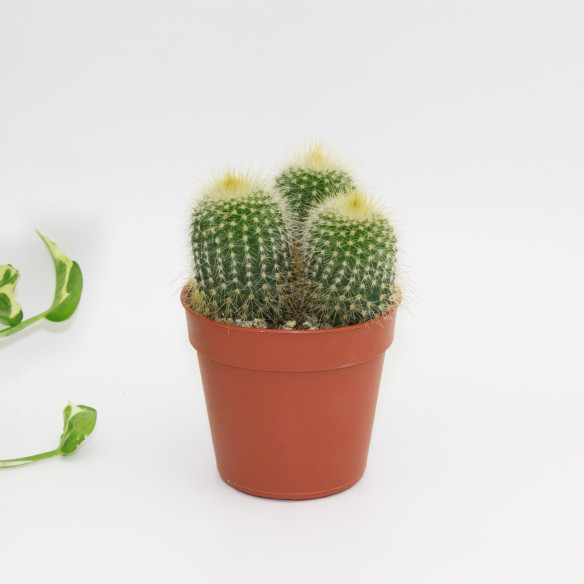 Kalamitica Notocactus Leninghausii Presa