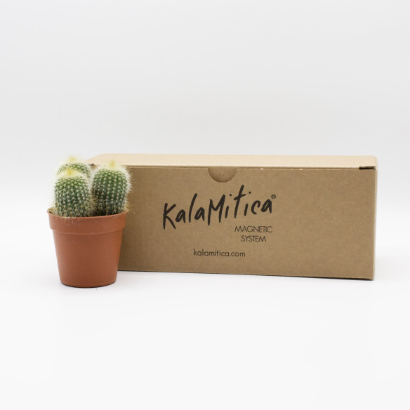 Kalamitica Notocactus Leninghausii Presa