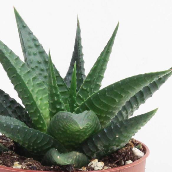 Kalamitica Haworthia Limifolia Sconto