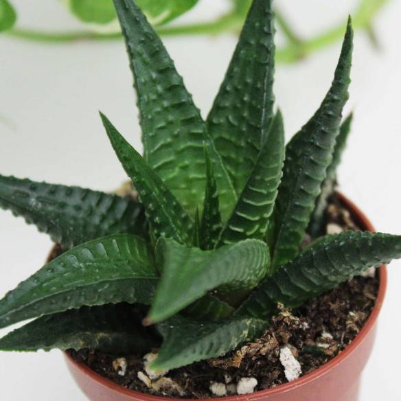 Kalamitica Haworthia Limifolia Sconto