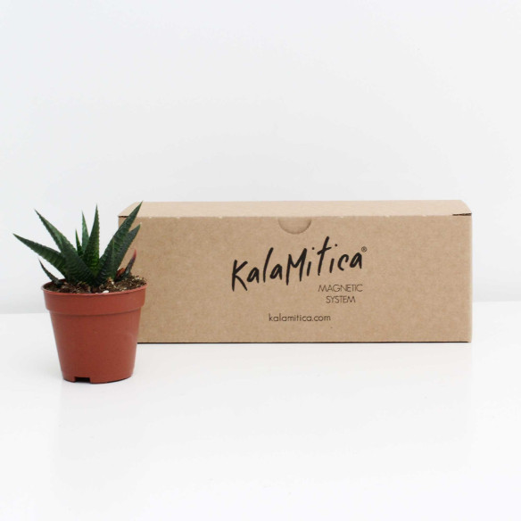 Kalamitica Haworthia Limifolia Sconto