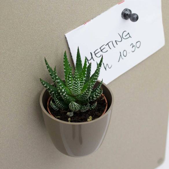 Kalamitica Boule Magnetica Ø 6 cm con Haworthia Superfasciata Offerta