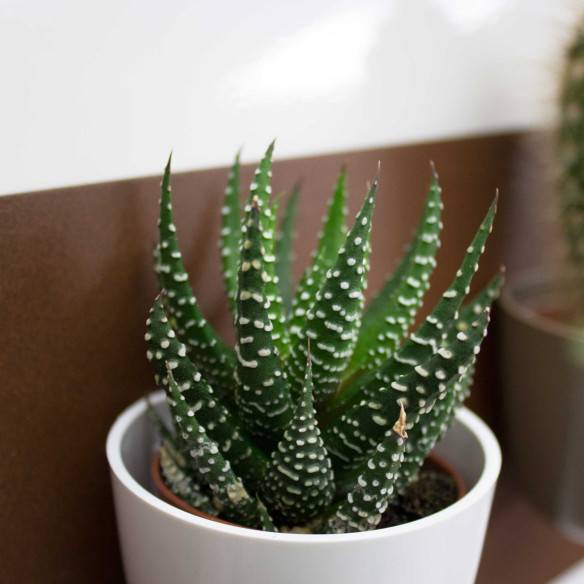 Kalamitica Boule Magnetica Ø 6 cm con Haworthia Superfasciata Offerta