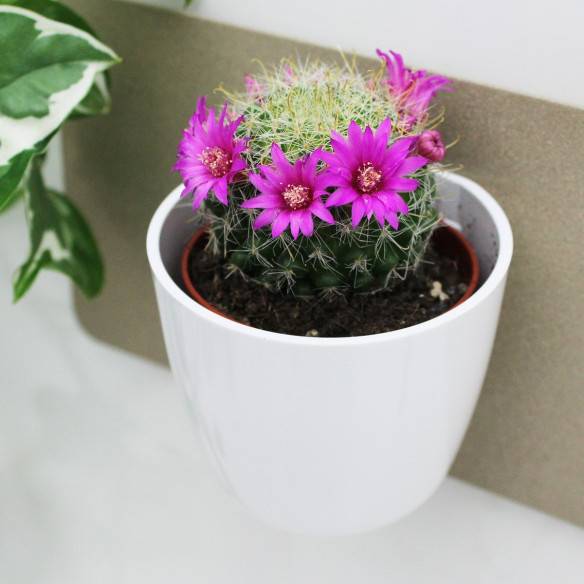 Kalamitica Boule Magnetica Ø 6 cm con Mammillaria Zeilmanniana Economico