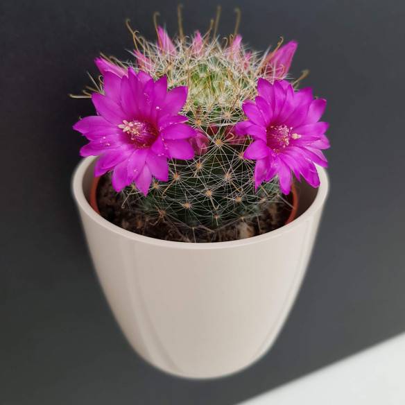Kalamitica Boule Magnetica Ø 6 cm con Mammillaria Zeilmanniana Economico