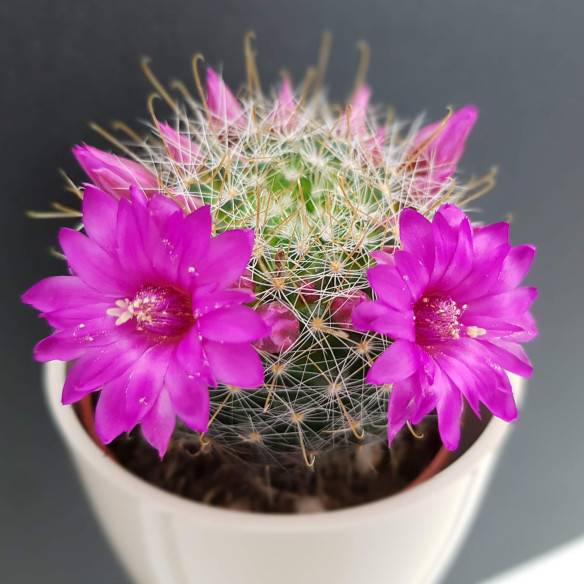 Kalamitica Boule Magnetica Ø 6 cm con Mammillaria Zeilmanniana Economico