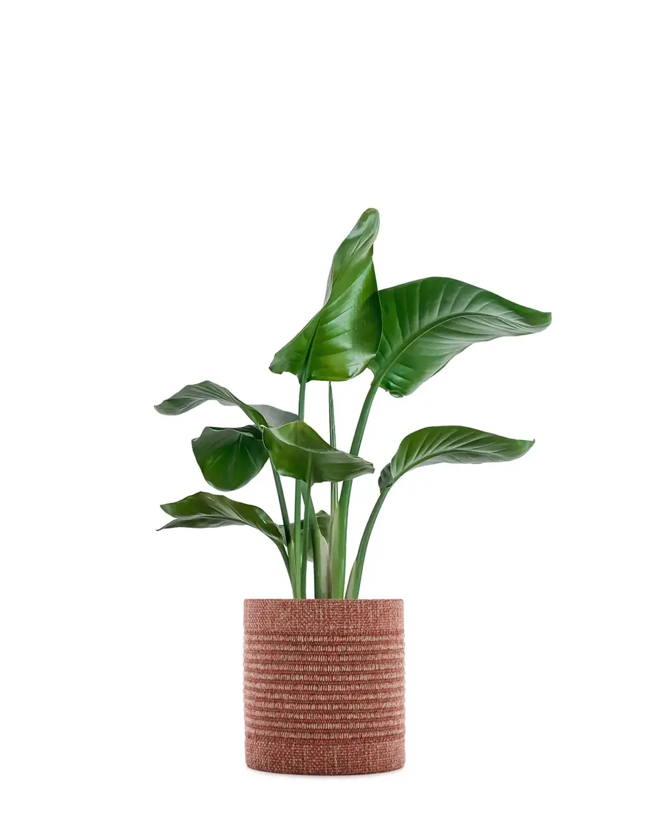 Kartell Kleo coprivaso Ludovica + Roberto Palomba Saldi Di Fabbrica
