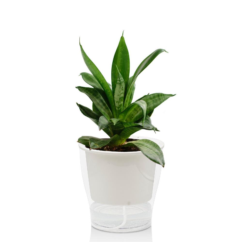 Tomasucci Vaso autoinnaffiante per esterno / interno RAFFY MEDIUM Spedizione gratuita