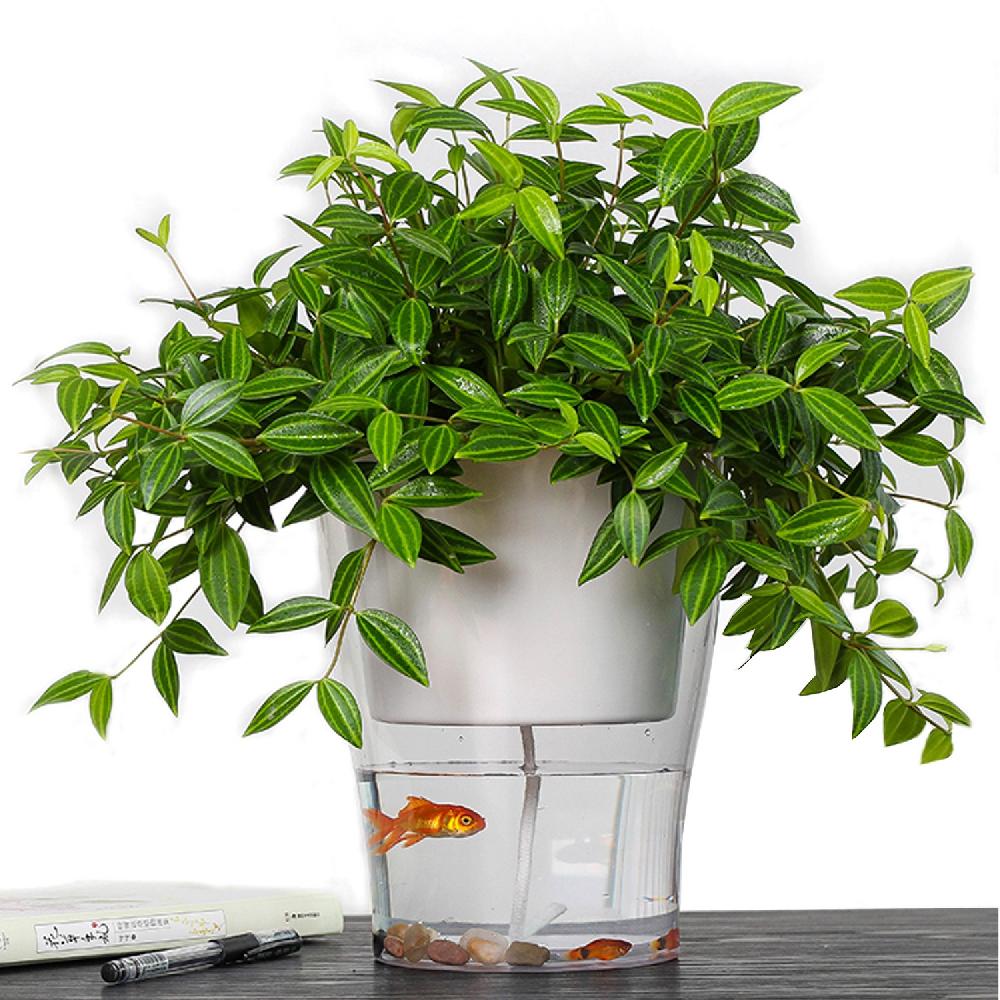 Tomasucci Vaso autoinnaffiante per esterno / interno RAFFY LARGE Sconto di tempo limitato