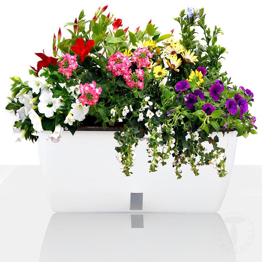 Tomasucci Vaso autoinnaffiante per esterno / interno DAHLIA BIG Offerta speciale