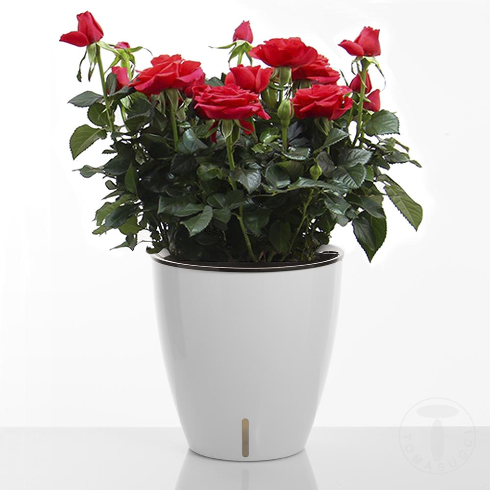 Tomasucci Vaso autoinnaffiante per esterno / interno TULIP Grande vendita